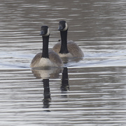 22nd Feb 2024 - Canada geese
