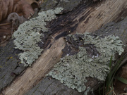 22nd Feb 2024 - lichen
