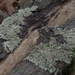 lichen by rminer
