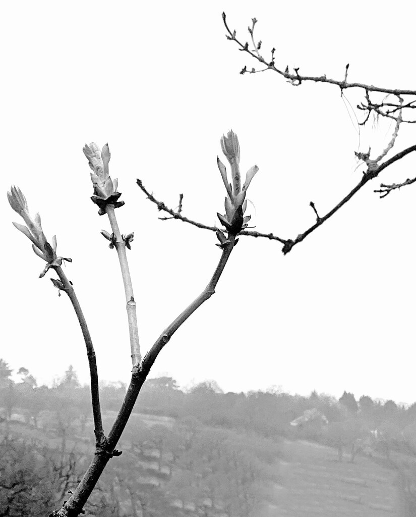 Twigs & Blossoms  by rensala