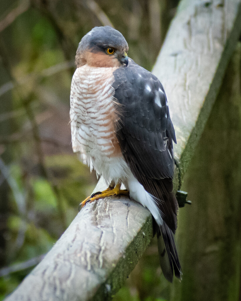 Sparrowhawk by anncooke76
