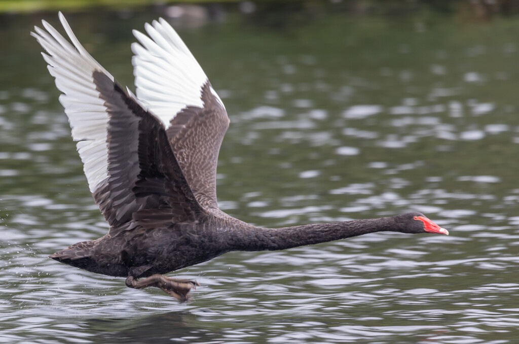 Black swan been chased by another by creative_shots