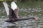 13th Feb 2024 - Black swan been chased by another