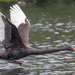 Black swan been chased by another by creative_shots