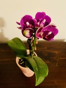 22nd Feb 2024 - Moth orchid