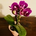 Moth orchid by mtb24