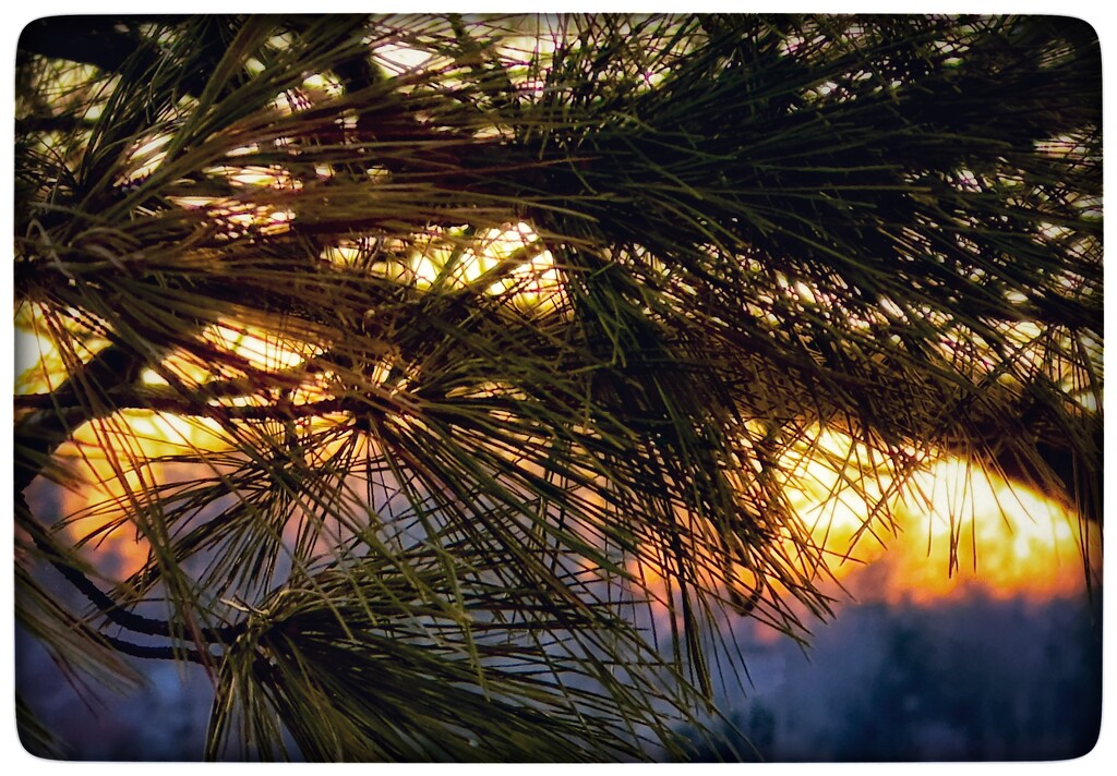 Sunset Through the Pines by eahopp