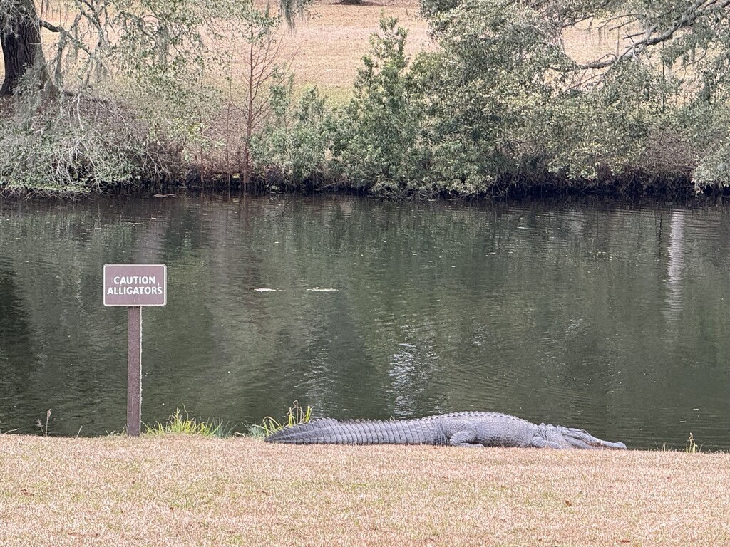 Gator warning by congaree