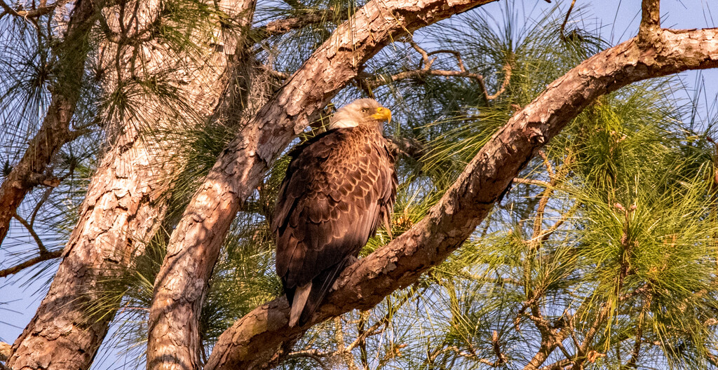 The Other Eagle From Yesterday! by rickster549