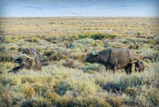 23rd Feb 2024 - The first Buffalo baby