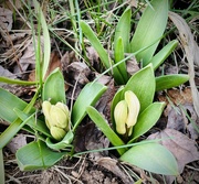 22nd Feb 2024 - Hyacinths spring up