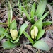 Hyacinths spring up