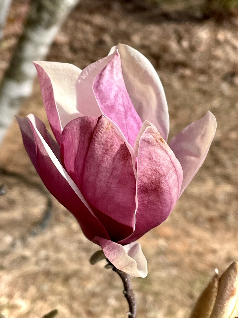 Tulip Magnolia  by homeschoolmom