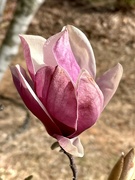 22nd Feb 2024 - Tulip Magnolia 