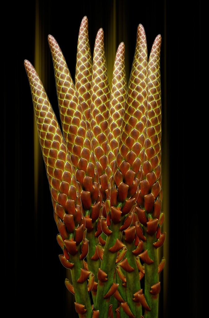Aloe Buds by joysfocus