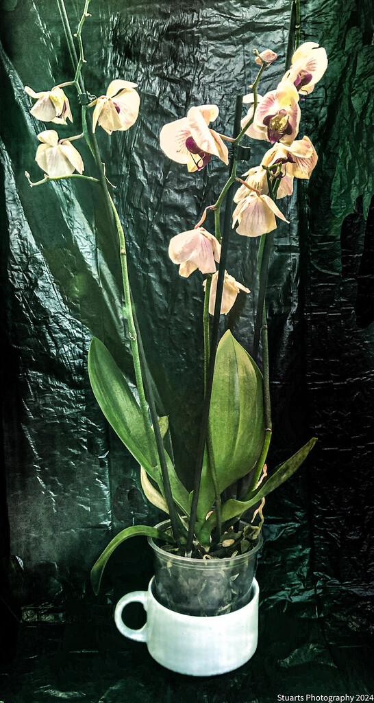 Orchids  by stuart46
