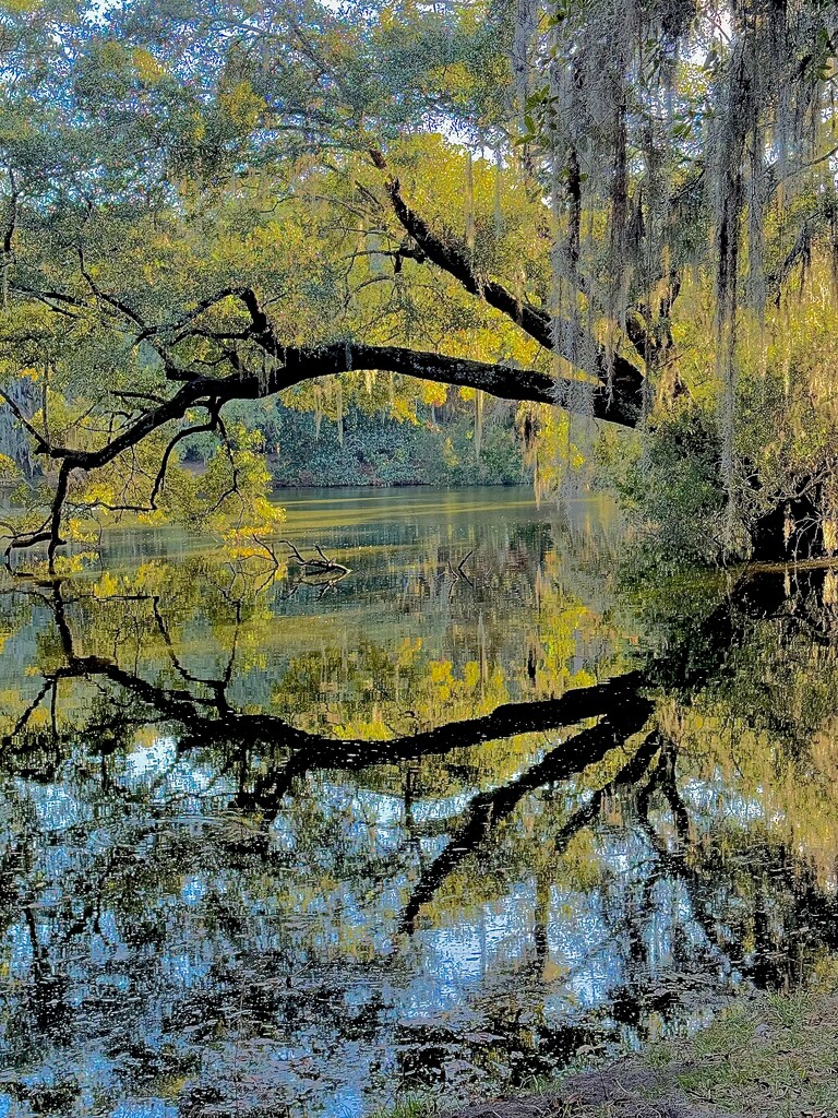 Reflection by congaree