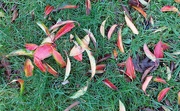 19th Feb 2024 - Red leaves 