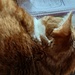 Cat help during a webinar  by samcat