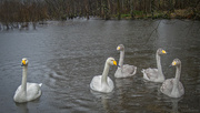 23rd Feb 2024 - Visiting whooper swans