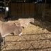three donkeys by cam365pix