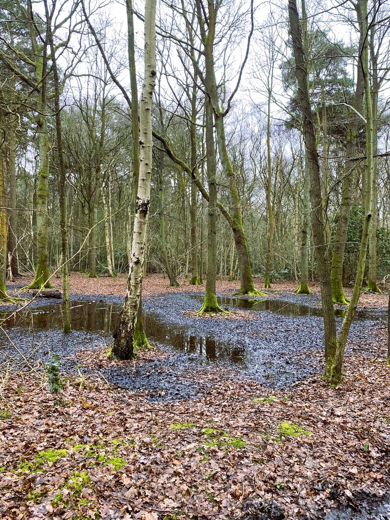 watery woods by cam365pix