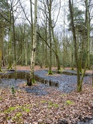 17th Feb 2024 - watery woods