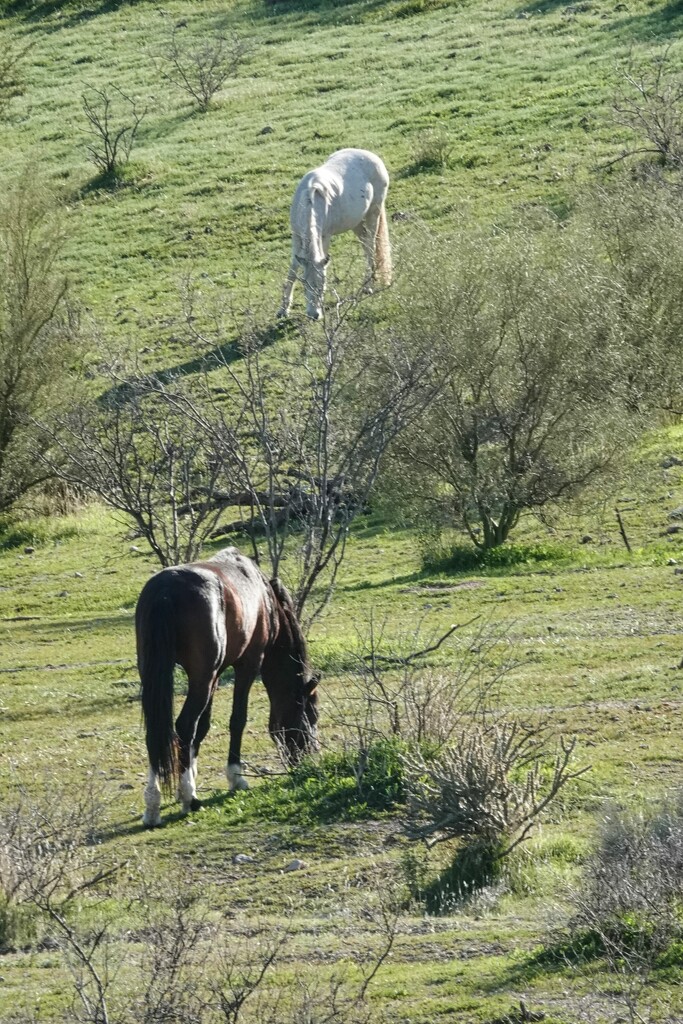 2 22 Wild Horses Grazing at Tonto National Forest by sandlily