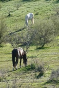 22nd Feb 2024 - 2 22 Wild Horses Grazing at Tonto National Forest
