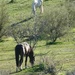 2 22 Wild Horses Grazing at Tonto National Forest