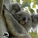 lucky shot by koalagardens