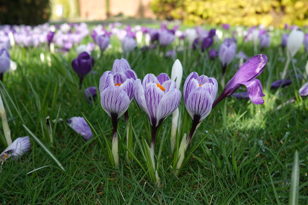 Crocus time at Wisley by happyteg