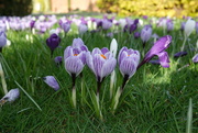 23rd Feb 2024 - Crocus time at Wisley