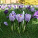 Crocus time at Wisley by happyteg