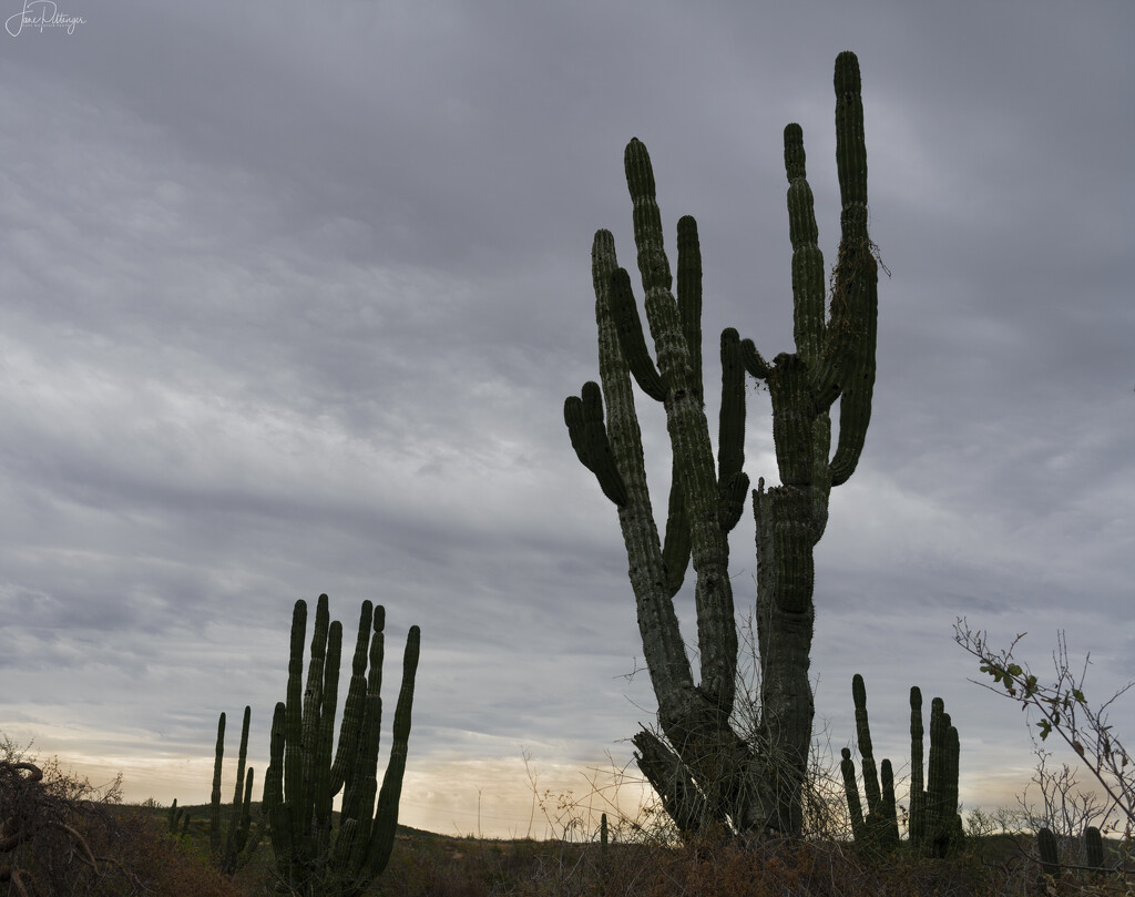 Cactus by jgpittenger