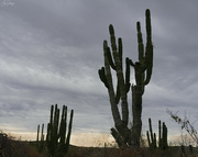 15th Feb 2024 - Cactus