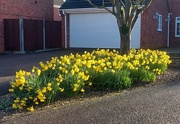 23rd Feb 2024 - A host of golden daffodils