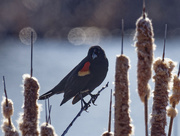 23rd Feb 2024 - red-winged blackbird 