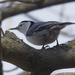 White-breasted nuthatch by rminer