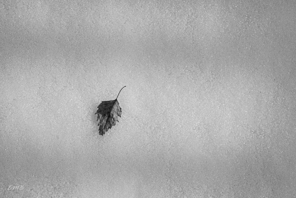 Lone leaf  negative space by theredcamera
