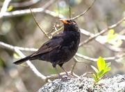 15th Feb 2024 - Common Blackbird thanks for posing