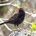 Common Blackbird thanks for posing by creative_shots