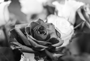 16th Feb 2024 - Roses