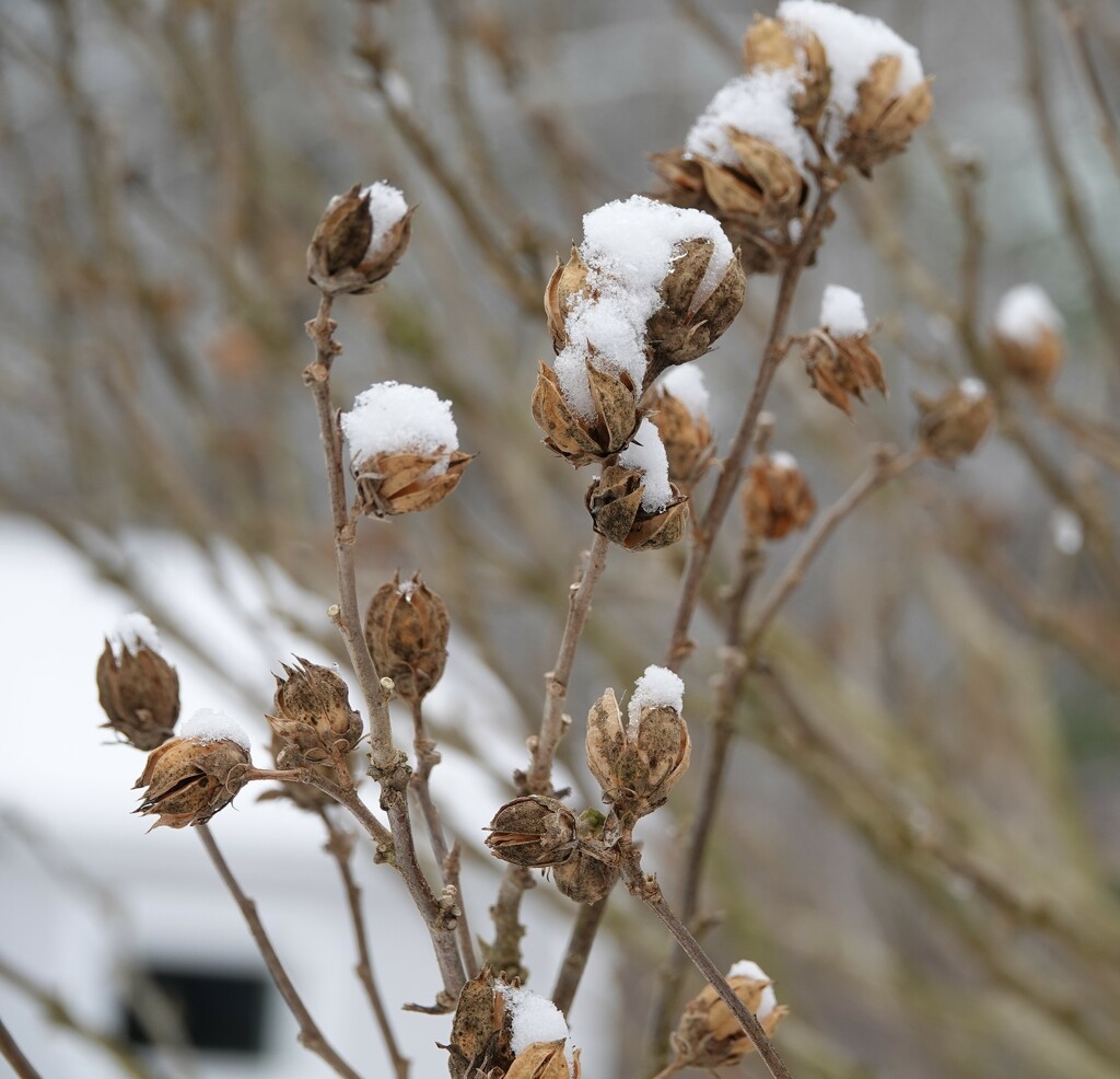 snow on dried flowers by paulabriggs
