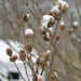 snow on dried flowers