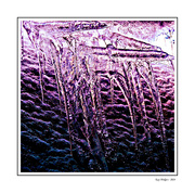 22nd Feb 2024 - Magenta Icicles