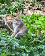 24th Feb 2024 - Mother macaque. 