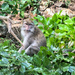 Mother macaque. 