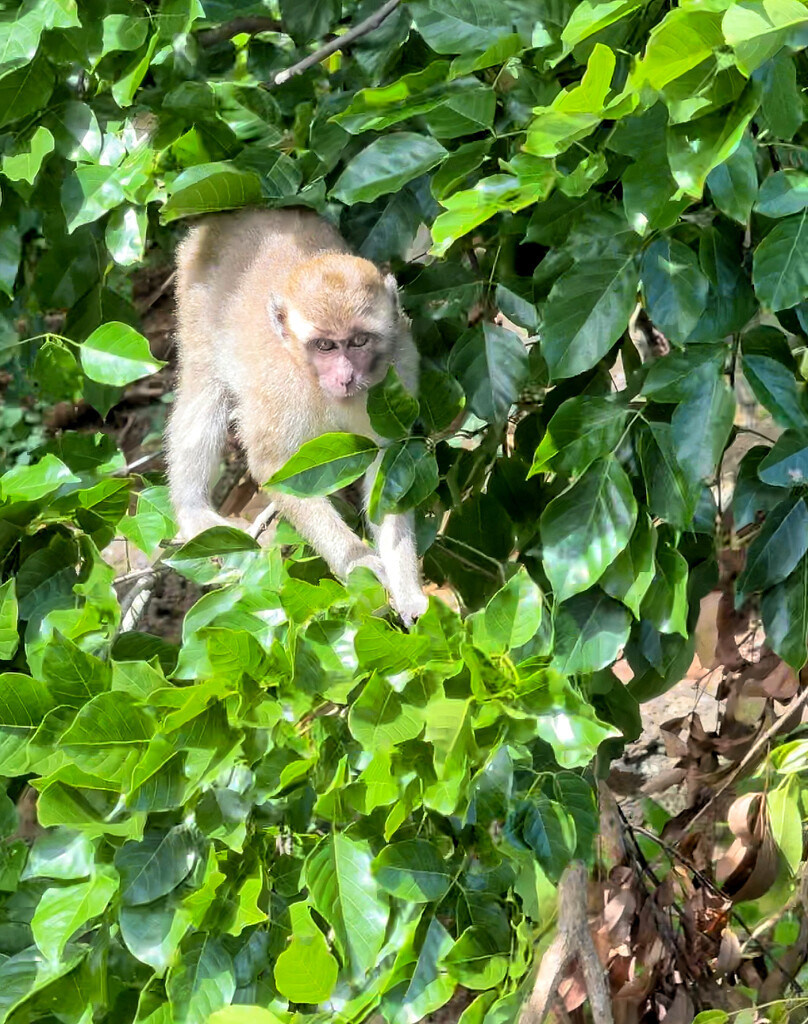 Baby macaque.  by cocobella