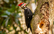 23rd Feb 2024 - Mr Pileated Woodpecker Working on the Tree!